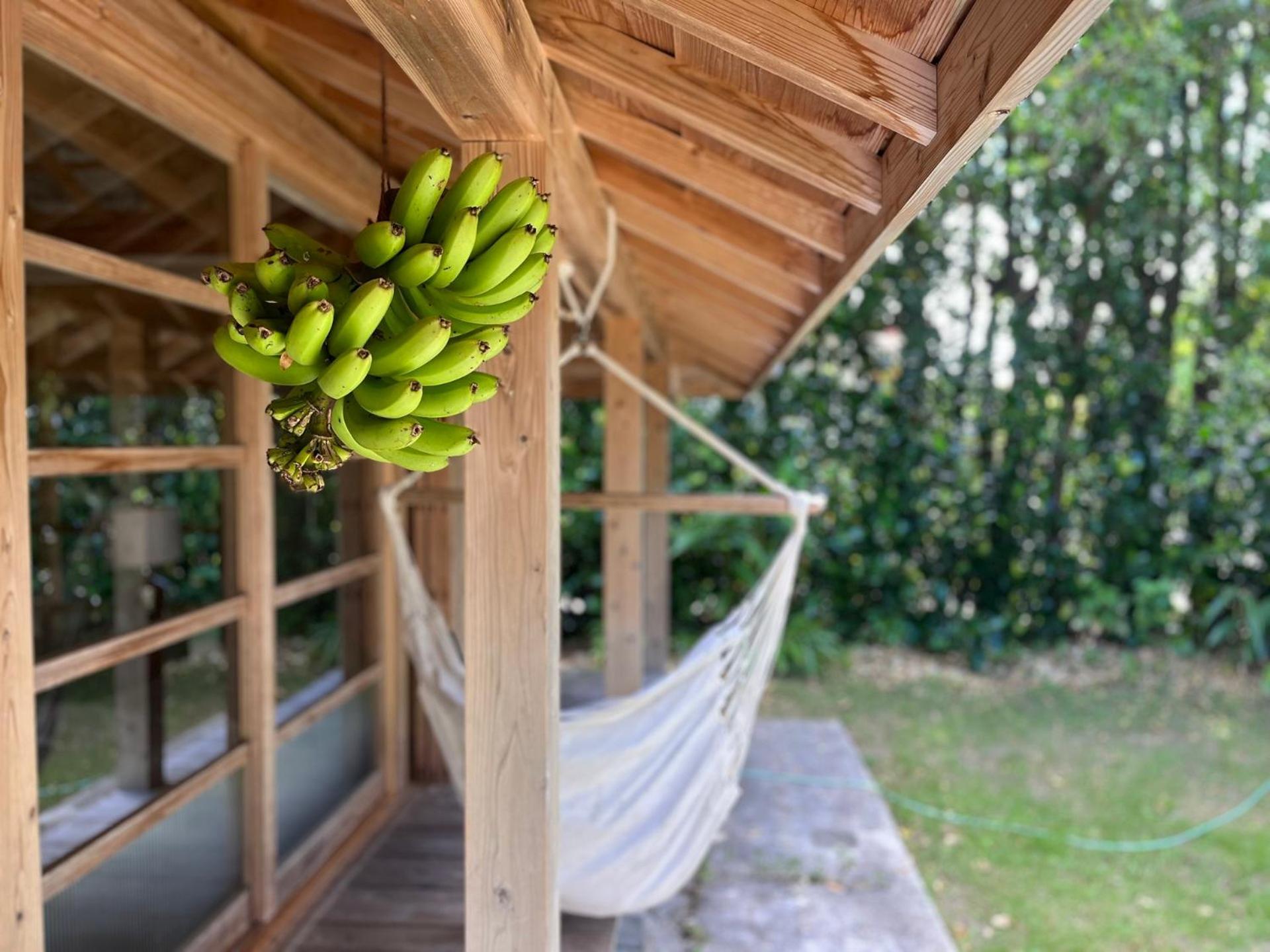 フクギに囲まれた家 さばんぎ沖縄古民家 Savangi Okinawan Designed Folk House Nakijin Exteriér fotografie